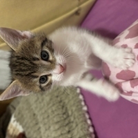 Çok oyuncu, sevecen cana yakın bir bebek tek derdi sevilmek ve oyun