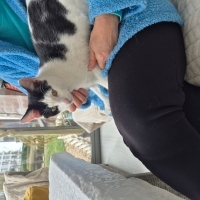 Yalışıklı kucak delisine yuva