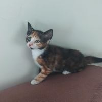 Yavru rengarenk kedi