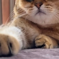 Golden black british short hair kedimi sahiplendirmek istiyorum Mersin'de sağ so