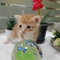 Ücretsiz sahiplenme pofidik yavru