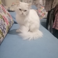 Maviş kız..