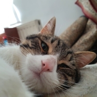 Uslu kedimize yuva arıyoruz