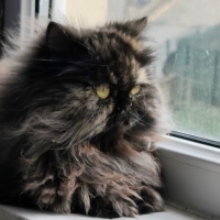 Kısır,İran kedim yuvasını arıyor