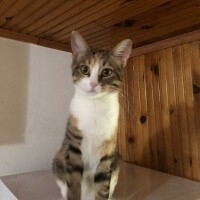 Hedon için ömürlük yuva arıyoruz, kedinin masrafları vs karşılanacaktır