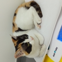 Lily beyaz zambak hiç solmayan uysal oyuncu göbek açıp sevdiren bir kız