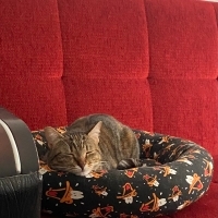 Çok Sevecen Ev kedisi