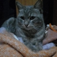 SOKAGA ATİLAN EVE ALİSİK BAL’A YUVA ARİYORUZ