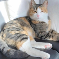 2 yaşındaki dişi, kısır ve sevgi dolu kedimize kalıcı yuva arıyoruz