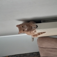 Istanbulda 1 aylıkken bulduk 1 yaşına kadar baktık