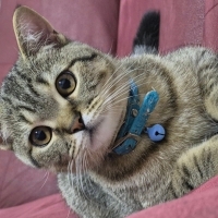 Oyun canlısı paşama ömürlük yuva arıyorum..