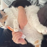 Kedimize yuva arıyoruz