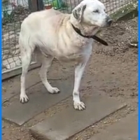 3 bacaklı engelli çocuğumuz sokakta yaşayamiyor