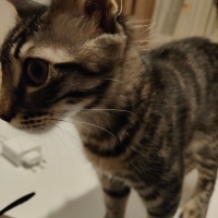 Öpülmeye meraklı aşıları tam ev kedisi