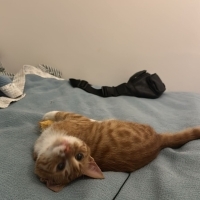 Sarman Çiko kısır iç dış parazit tamam gayet sağlıklı bir yavru