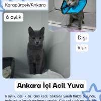 Ankara Acil Yuva