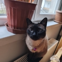 Kayıp ya da terk edilmiş varsa ailesi yoksa yuva aranıyor