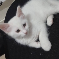 Dünya tatlısı 2 aylık ankara kedileri