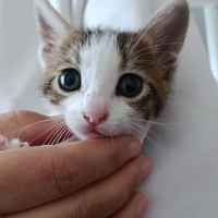 Benekli ömürlük ailesini arıyor.