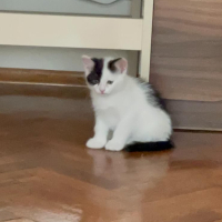 Oyun seven ilgi seven