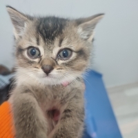 Acil tekir kedi güzel bir yuva arıyoruz