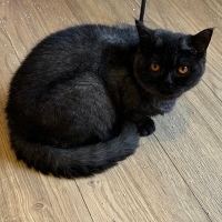 Siyah British shorthair