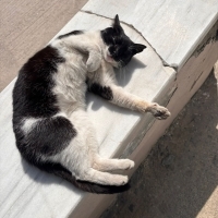 Kısırlaştırılmış Miki Hanıma yuva arıyorum 4 yaş