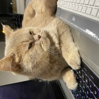 Prenses Latte’ye ilgili bir yuva arıyoruz