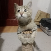 2 aylık minik prens ömürlük yuva ariyor