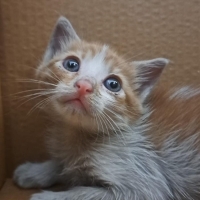 Maviş bebek ömürlük yuvasını arıyor