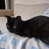 Kırık kulak, dişi, kucakçı, ücretsiz, kısırlaştırma blzden