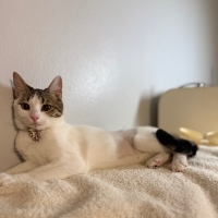 Nazlı mı nazlı...