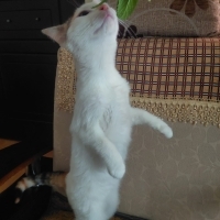 VAN MELEZİ ‼️K...