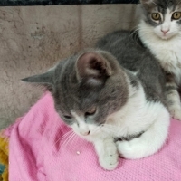 Olduğu yer yakında yıkılacak acil yuva