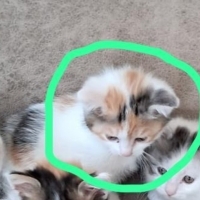 2 aylık dişi yavru kedime yuva arıyoruz