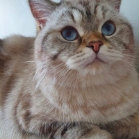 Metin2 yeni yuvasını arıyor