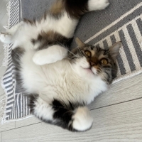 Güzel kızımıza yuva arıyoruz