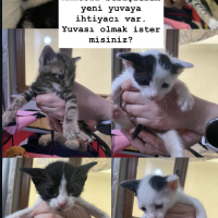 Annesiz yavrular yuva arıyorlar