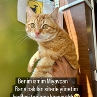 Ankara / Eryaman – ACİL YUVA ARANIYOR  Miyavcan için zaman daralıyor… 💔