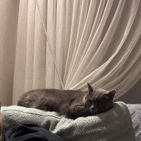 YAKLAŞIK 1.5-2 YAŞLARINDA BRİTİSH SORTHAİR ..!!