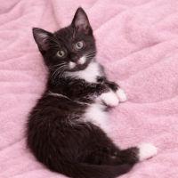 Ücretsiz sahiplenme pofidik tuğlu smokin yavru