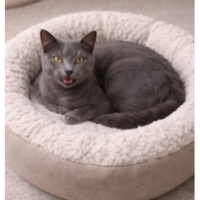 Ücretsiz sahiplenme Mavi rus cins kedi