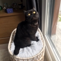 İnsan canlısı biricik Cosmo yeni yuvasını arıyor!