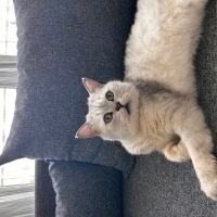 1.5 aydır kafeste yaşıyor