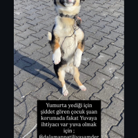 şiddet gö..
