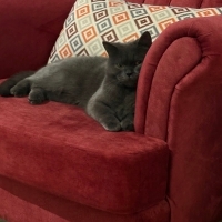 Kızımı sahiplendirmek istiyorum