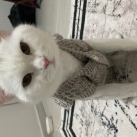 Evcil konuşkan can dostu