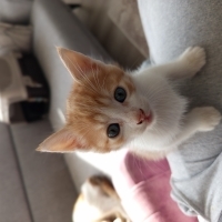 1.5 aylık sarmanlar