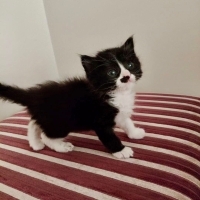 ANNESİ TERKETTİ SİZ ONA SAHİP ÇIKIN POFİCİK SOKAĞA GİTMESİN