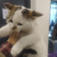 Bebek Kardeş kediler